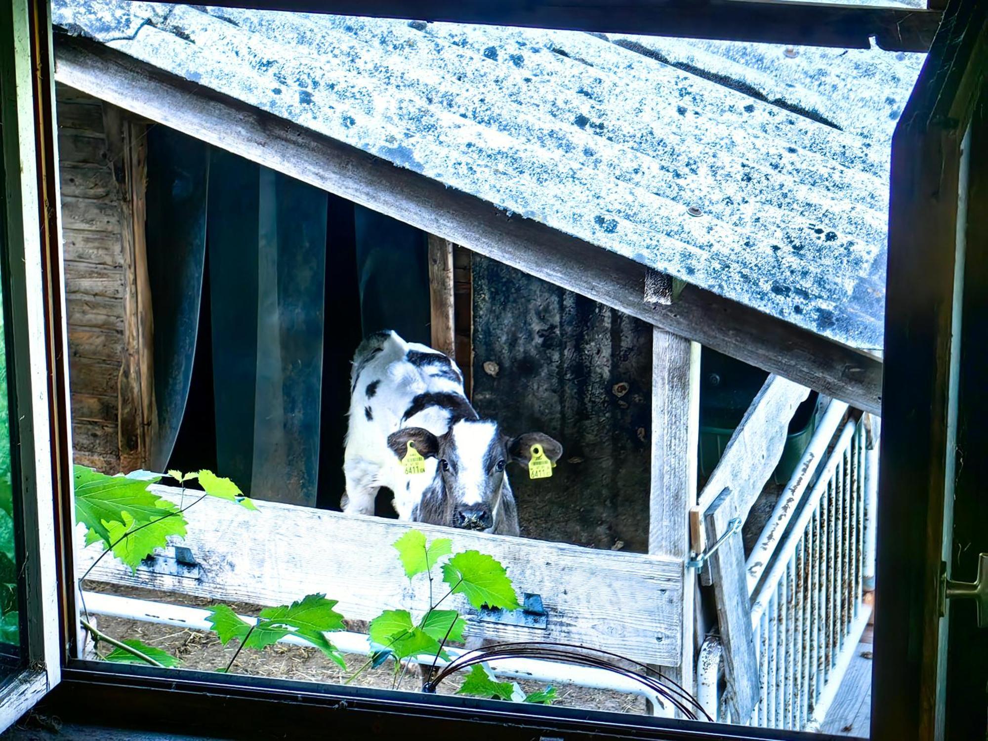 Ferienwohnung Voegelhof Doren Exterior foto
